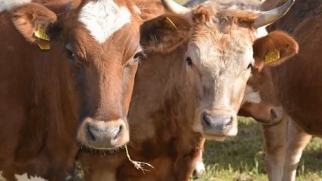 Разведение Бестужевской породы коров как бизнес идея | КРС | Бестужевская корова смотреть онлайн