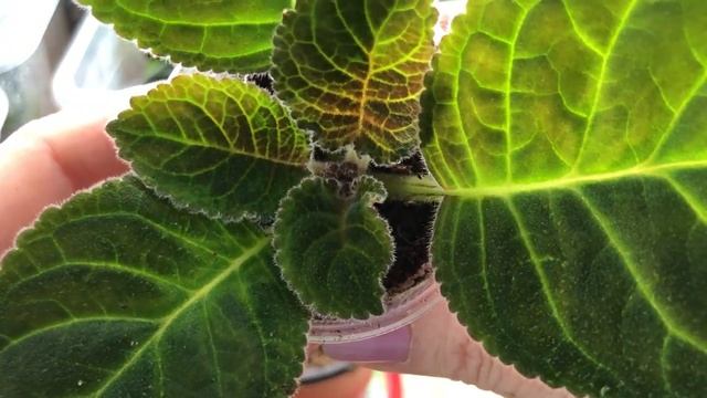 Пересадка пасынков Глоксиний в горшочки смотреть онлайн