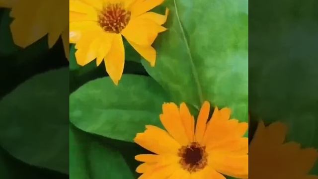 Flowers💐. Garden. Dacha. Beauty 🌺. Relax. Belarus. Цветы. Сад. Дача. Беларусь. смотреть онлайн