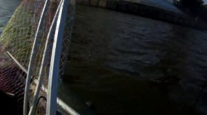 Судак на воблер SMITH Jib 90F на отводном поводке.Zander Fishing.