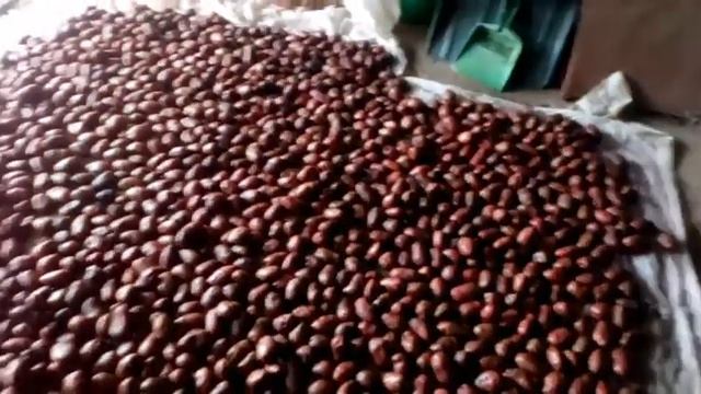 Принимаю роды у кошки, пришла евдошка пора сажать картошку. смотреть онлайн