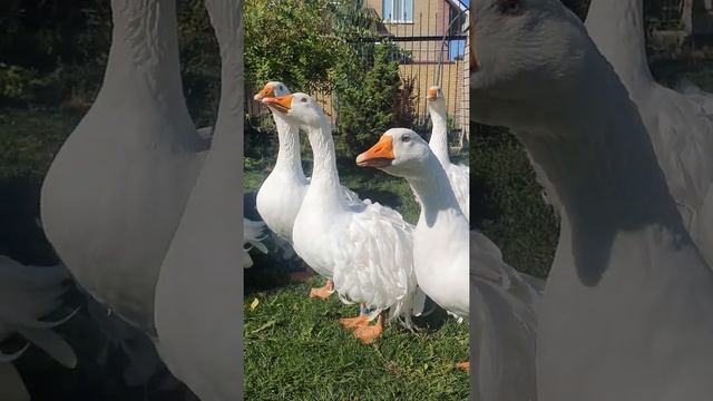 Ленточные гуси. Севастопольские гуси
