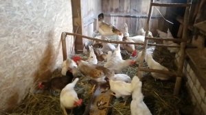 Кормлю кур карасями