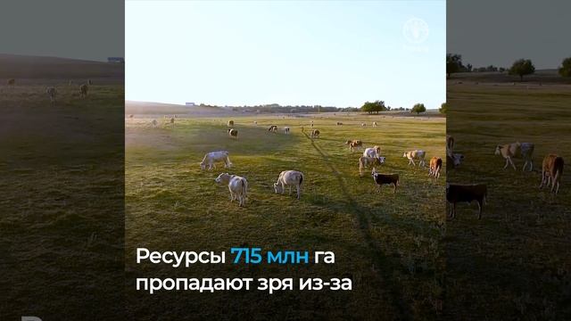 Какова реальная стоимость продуктов питания? смотреть онлайн