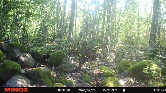 Nyctereutes procyonoides (raccoon dog; kährik)... camera trap video смотреть онлайн