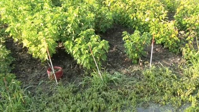 Обзор плодо-питомника ЛПХ Макаревич. Уссурийск. смотреть онлайн
