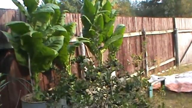 Табак в средней полосе. смотреть онлайн