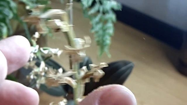 Самоопыление лудизии смотреть онлайн