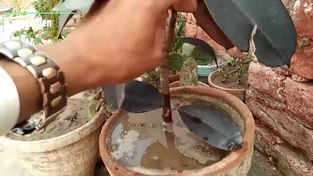 Meet My Rubber Plant Ficus Elastica (Urdu/Hindi) смотреть онлайн