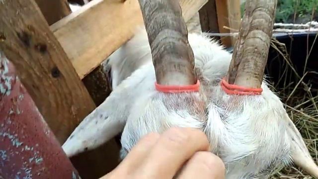 Зачем козе рога? Нужны они? смотреть онлайн