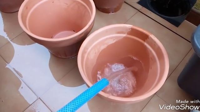 Mis Orquídeas Cymbidium, momento del trasplante смотреть онлайн