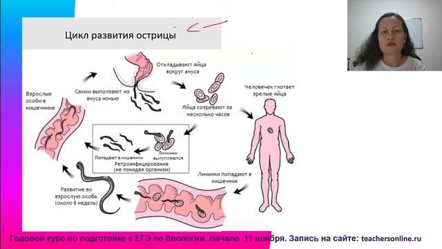 Типы плоские, круглые и кольчатые черви смотреть онлайн