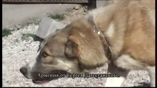 Собаки Армении смотреть онлайн