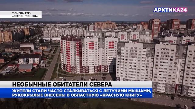 В Тюмени летучие мыши облюбовали многоэтажки смотреть онлайн