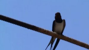 Как поют ласточки???