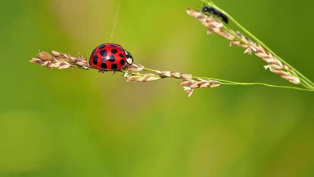 За рекою рассвет. Песня. смотреть онлайн