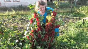 РОВАДА супер фантастическая красная смородина