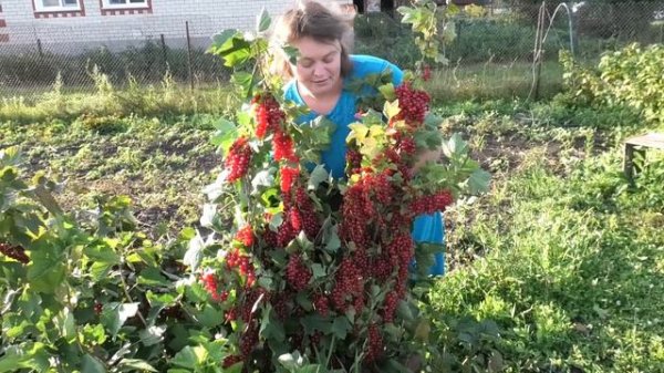 РОВАДА супер фантастическая красная смородина