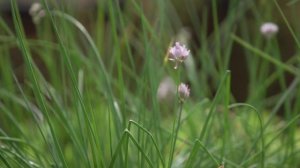 А растет как трава и собирать можно уже ранней весной!