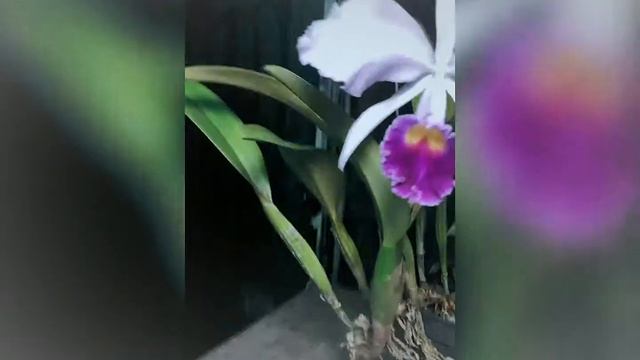 Cattleya Trianae Coerulea