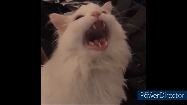 cat fart haha big funny смотреть онлайн