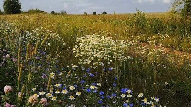"ПРИ ДОЛИНЕ КУСТ КАЛИНЫ"... (Фото Анатолия Гулина (Вятка), музыка - Омский Русский Народный хор) смотреть онлайн
