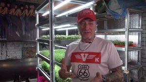 Бюджетная гидропоника для микрозелени.