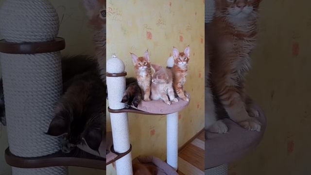 Так малыши высматривают будущих кунородителей😍 смотреть онлайн