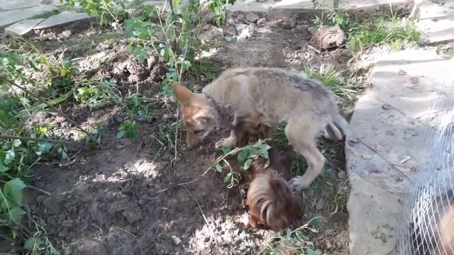 Волк напал на чихуахуа смотреть онлайн