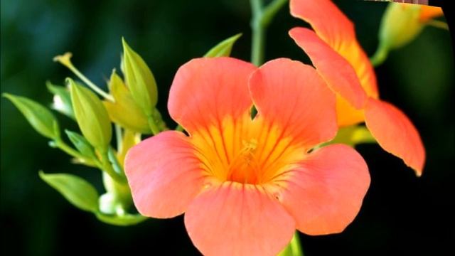 САМЫЕ КРАСИВЫЕ МНОГОЛЕТНИЕ ЛИАНЫ ДЛЯ ВАШЕГО САДА смотреть онлайн