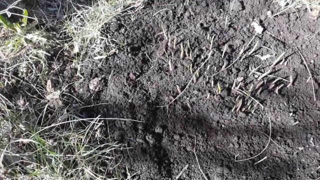 Посадка Монтбреции эксперимент!Чеснок подкормка!Клубника обработка! смотреть онлайн