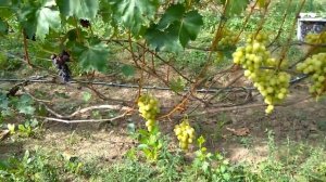 @Виноград Спонсор  Вкусный виноград, шикарный мускат