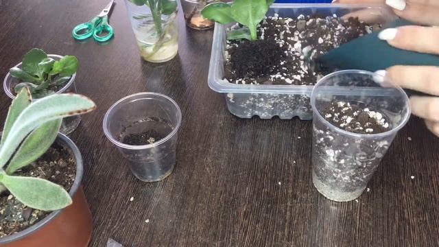 Каланхоэ. Пересадка каланхоэ. смотреть онлайн