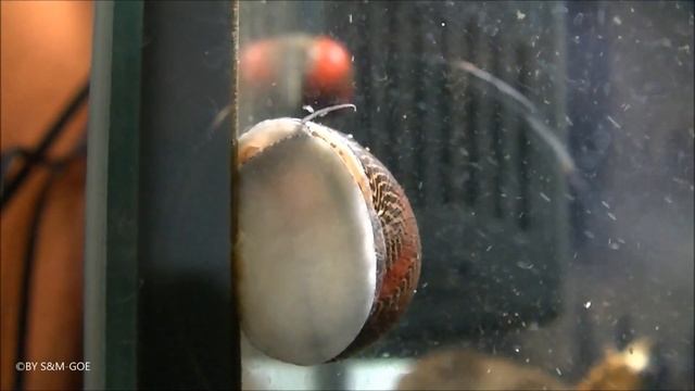 Neritina (Vittina) waigiensis смотреть онлайн