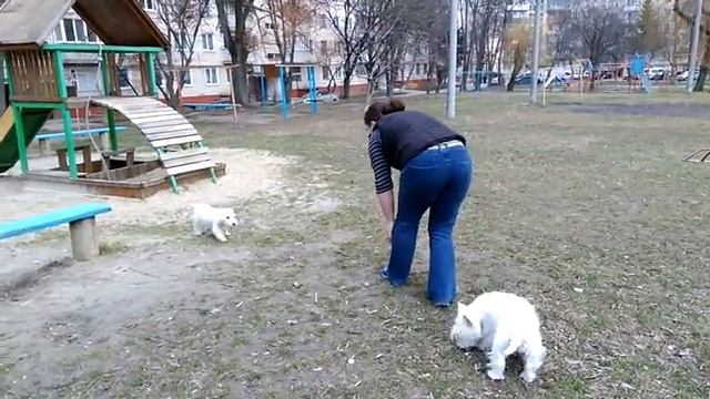 Цуценята вест хайленд вайт терьер Тернопiль смотреть онлайн