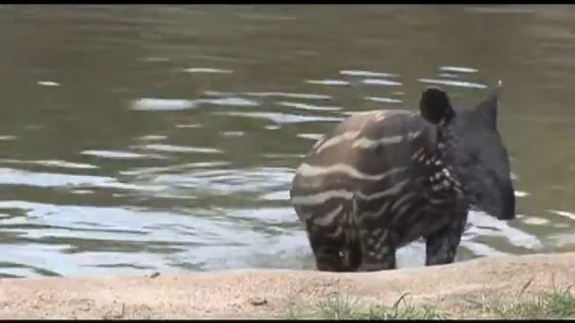 Denver Zoo Malayan tapir Baku is growing up fast! смотреть онлайн