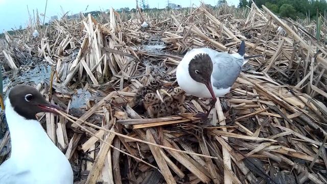 Озерная чайка 160515 1к SJ 3 птенца 50 смотреть онлайн