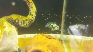 Сапфировый попугай, результат нереста, поплыли мальки.