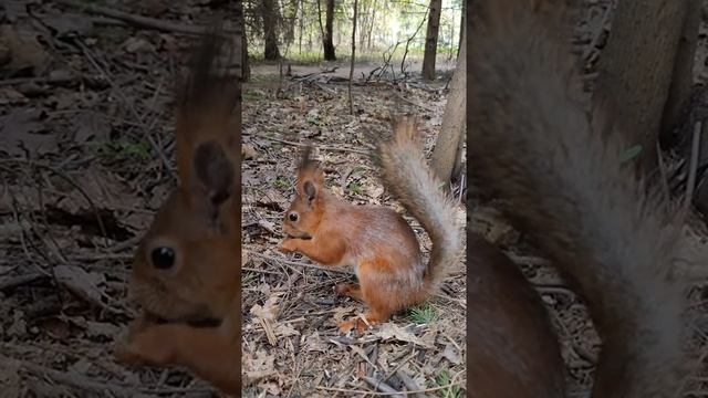 У белки летняя шубка смотреть онлайн