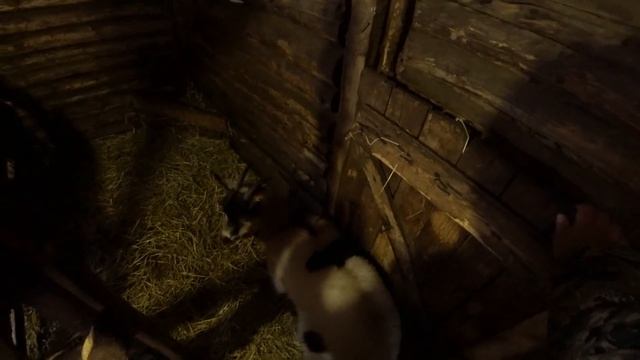 Выгуливаем Милку зимой. Новогодние покупки. Готовим на Новогодний стол. Чистим снег. смотреть онлайн