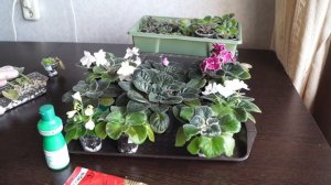 Обработка цветущих фиалок от трипса. Как избавиться от трипса не обрывая цветы