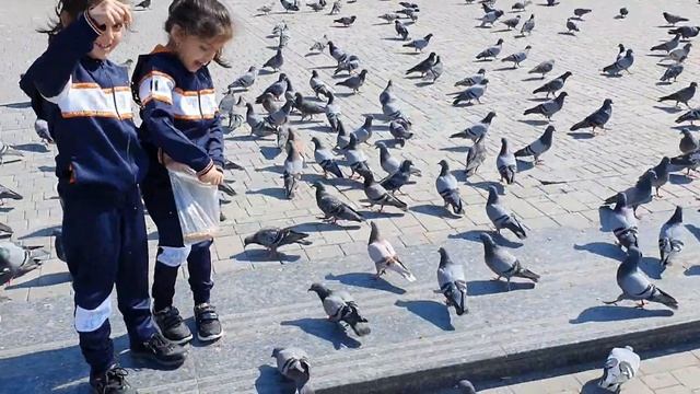 Кормят голубей