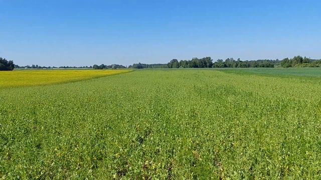 Белая горчица, ретька , овес и паразиты / Sinapis alba смотреть онлайн