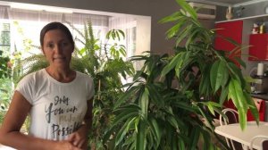 ФИКУС АЛИ АМСТЕЛ КИНГ AMSTEL KING УХОД В ДОМАШНИХ УСЛОВИЯХ