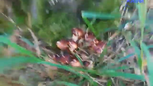 ГРИБЫ ОПЯТА И ЛОЖНЫЕ. смотреть онлайн