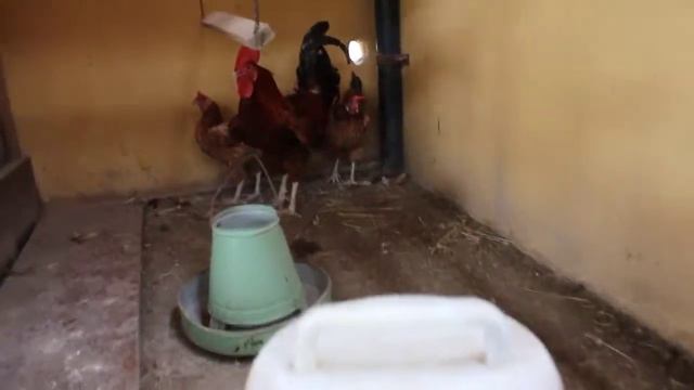 4 REASONS Why Chicken Stopped Laying Eggs | Vlog смотреть онлайн