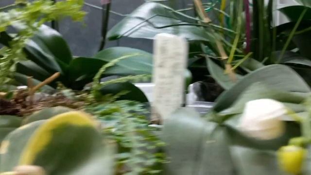 ОРХИДЕИ БАБОЧКИ,ПЕЛОРЫ,ТРИЛИПСЫ И КАК ИХ ОТЛИЧИТЬ смотреть онлайн