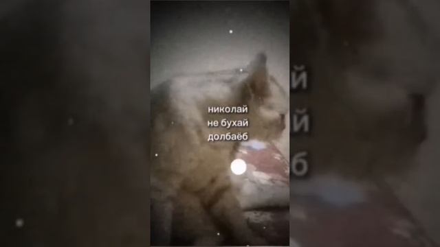 Мудрие слова-мудрого кота философа #shorts #cat #memes смотреть онлайн