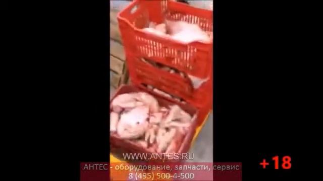 Центрифуга для субпродуктов STORM смотреть онлайн