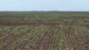 Выращивание Нута!Всходы нута междурядье 15 см